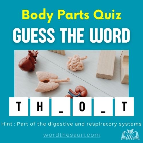 Guess the word Body Parts