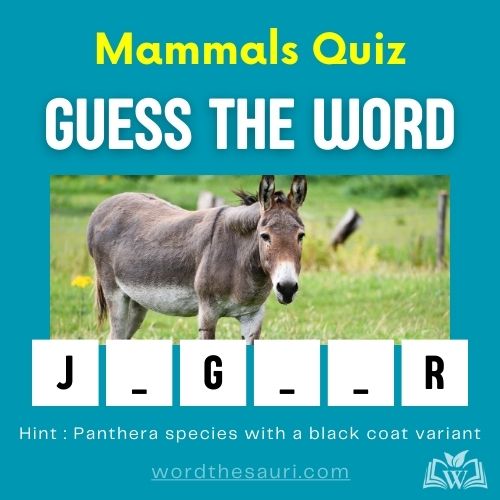 Guess the word Mammals