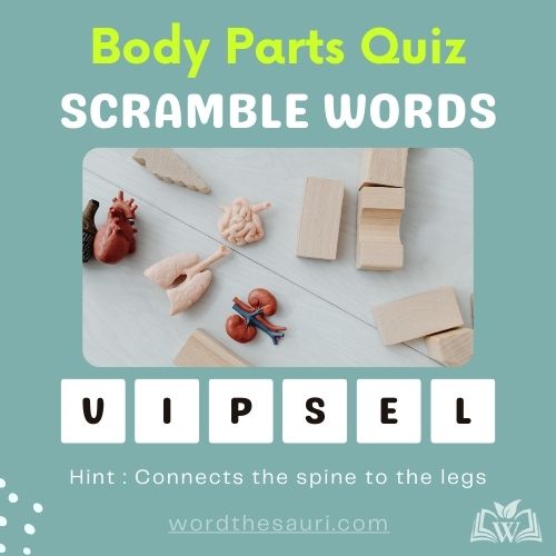 Guess the scramble words Body Parts